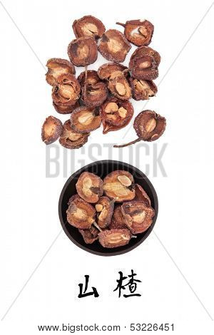 Hawthorn fruit used in traditional chinese herbal medicine with mandarin title script translation. Shan zha. Fructus crataegi.