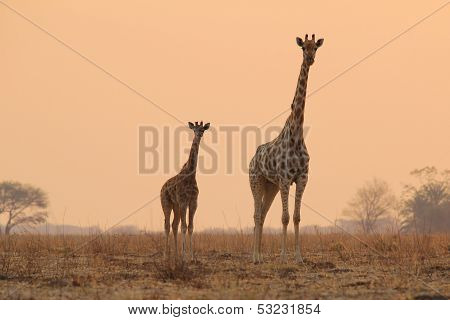 Giraffe - Wildlife Background from Africa - Silhouette of Parenthood