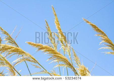 Bellissima foto Reed contro il cielo blu