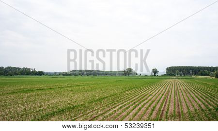 Field Of Cornfield