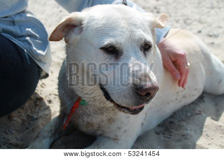 labrador retriever on the beach