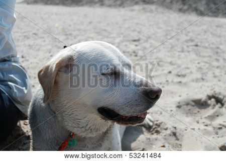 labrador retriever on the beach
