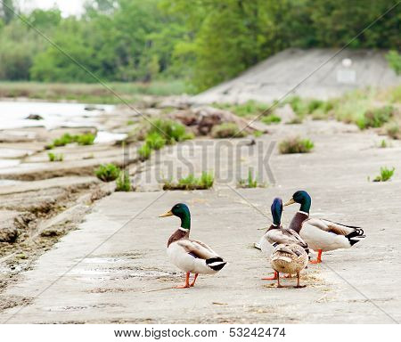Ducks