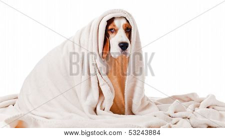 Dog Under A Blanket On White