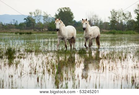 Camargue Horses