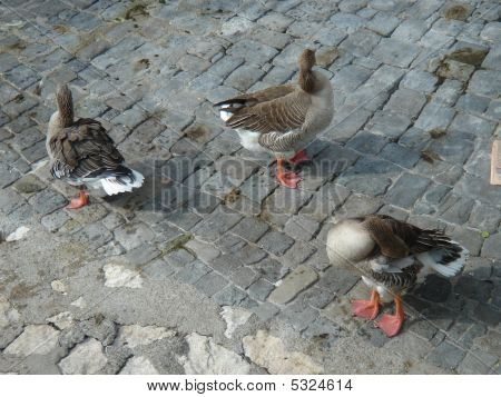 Three Gooses Toileting On Pavement