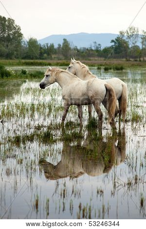 Лошадьми Камарга