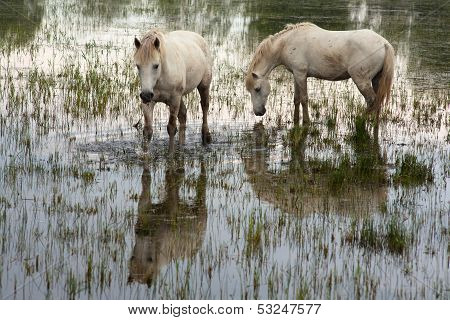 Camargue Horses