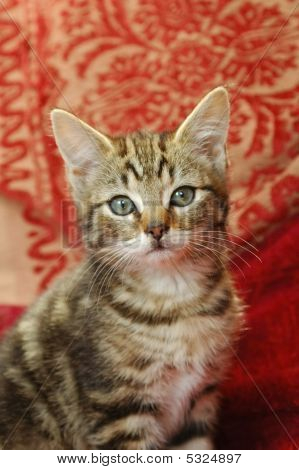 Gattino Tabby