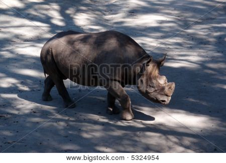 Rinoceronte allo Zoo