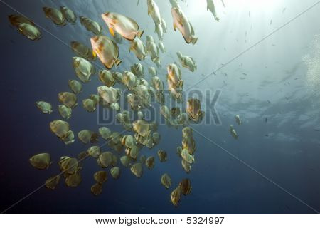 Oceano e Orbicular Spadefish