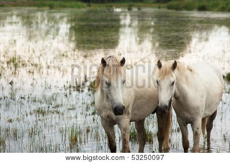 Camargue Horses