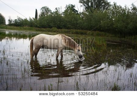 Camargue Horses