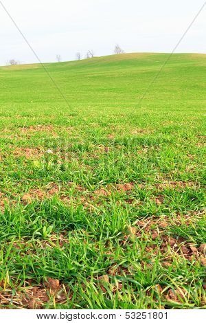 Fields with grass