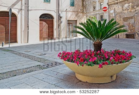 Flower Box In The Shadow