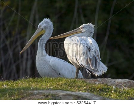 Dalmatian pelicans