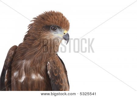 Aquila