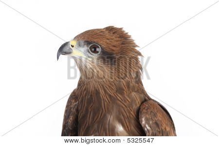 Aquila