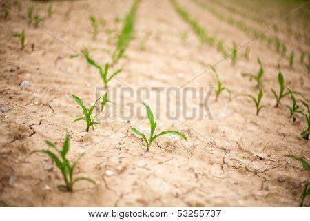 Plants In The Field