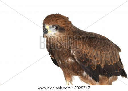 Aquila