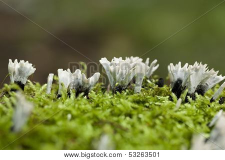 Xylaria Hypoxylon