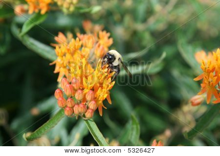 Bee enjoying the summer days