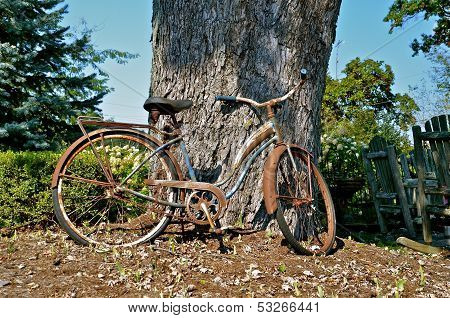 An old bicycle leans against a huge tree
