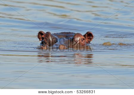 Hippopotamus (Hippopotamus amphibius) submerged in water,  Kruger National park, South Africa