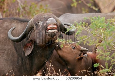 African buffalo (Syncerus caffer)  with young calf, Kruger National Park, South Africa	