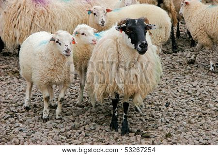 Black-headed Irish mountain sheep ewe with lambs