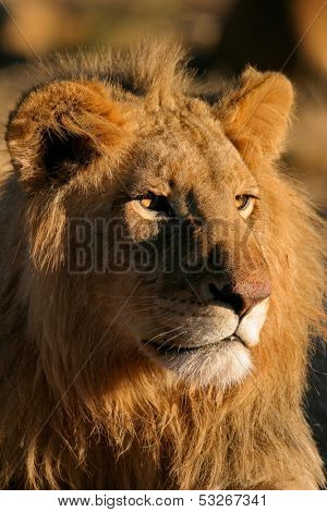 Portrait of a big male lion (Panthera leo), Kalahari, South Africa