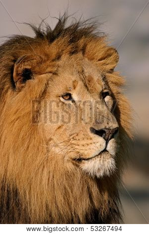Portrait of a big male African lion (Panthera leo), South Africa	