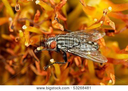 A flesh fly (Sarcophaga spp.) feeding on flowers