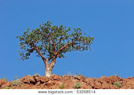 A corkwood tree (Commiphora spp.) against a blue sky, Namibia, southern Africa