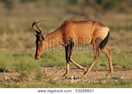 Red hartebeest (Alcelaphus buselaphus), Kalahari desert, South Africa