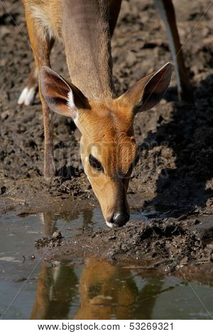 Female Bushbuck antelope (Tragelaphus scriptus) drinking water, Kruger National Park, South Africa