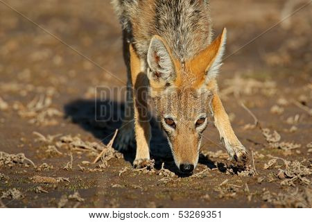 Black-backed Jackal (Canis mesomelas), South Africa