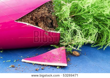 Broken Flower Pot