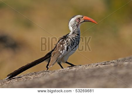 Red-billed hornbill (Tockus erythrorhynchus), Kruger National Park, South Africa
