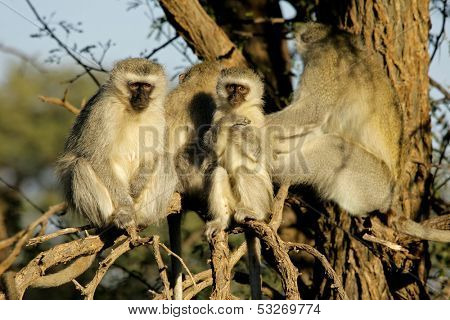 Vervet monkeys (Cercopithecus aethiops) sitting in a tree, South Africa