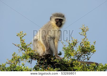 Vervet monkey (Cercopithecus aethiops) sitting in a tree, South Africa