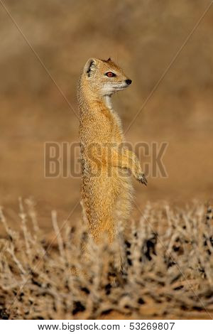 Alert yellow mongoose (Cynictus penicillata), Kalahari desert, South Africa