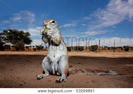 Inquisitive ground squirrel (Xerus inaurus), Kalahari, South Africa