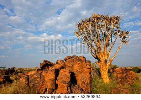 Desert landscape with granite rocks and a quiver tree (Aloe dichotoma), Namibia, southern Africa