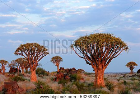 Desert landscape with granite rocks and quiver trees (Aloe dichotoma), Namibia, southern Africa