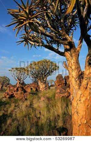 Desert landscape with granite rocks and quiver trees (Aloe dichotoma), Namibia, southern Africa