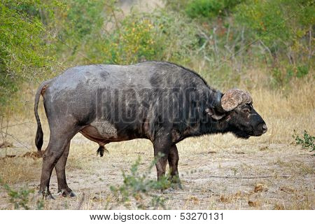 African or Cape buffalo bull (Syncerus caffer), Kruger National park, South Africa