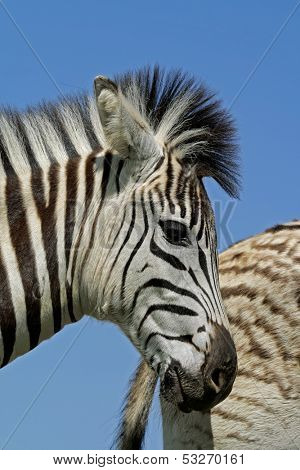 Portrait of a Plains (Burchell's) Zebra (Equus quagga), Mokala National Park, South Africa