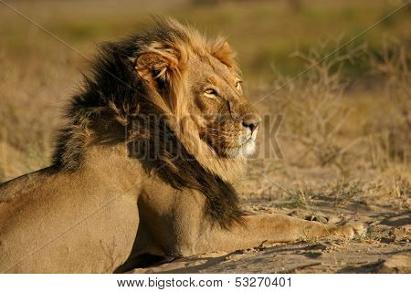 Big male African lion (Panthera leo), Kalahari desert, South Africa