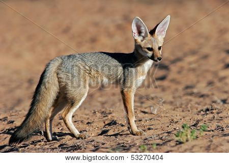 Cape fox (Vulpes chama), Kalahari desert, South Africa